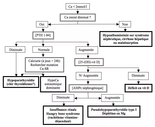 Hypocalcémie - Schéma d'algorithme diagnostique