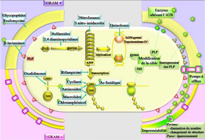 Principales cibles bactérienne des différentes classes d'antibiotiques