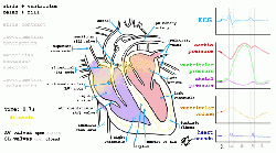 Physiologie cardiaque schématique