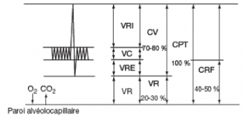 Epreuves fonctionnelles respiratoires (EFR) - Tracé spirométrique