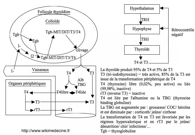 Fonction thyroïdienne