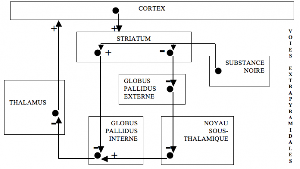 Système extrapyramidal - physiologie schématique