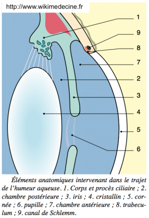 Éléments anatomiques intervenant dans le trajet de l’humeur aqueuse