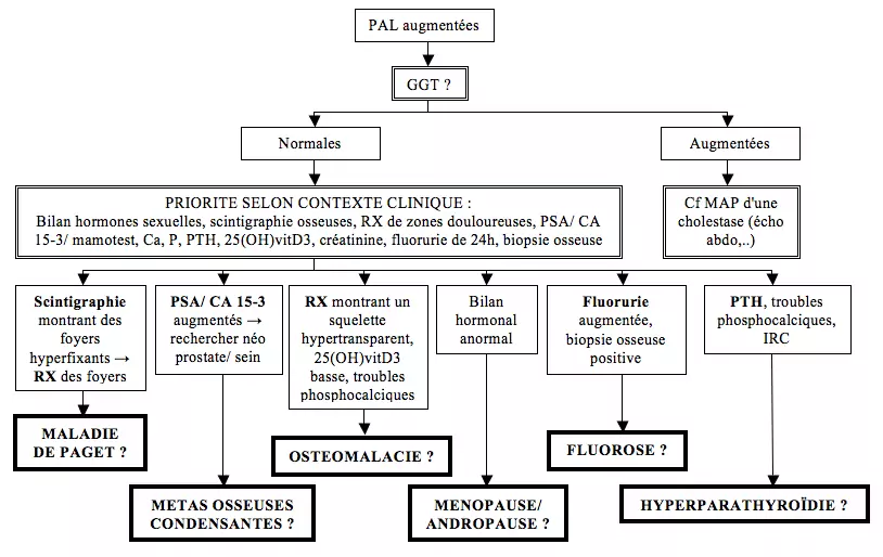 Augmentation de l'activité des phosphatases alcalines (PAL) - algorithme diagnostique