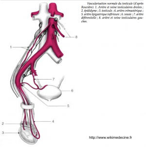 Vascularisation testiculaire